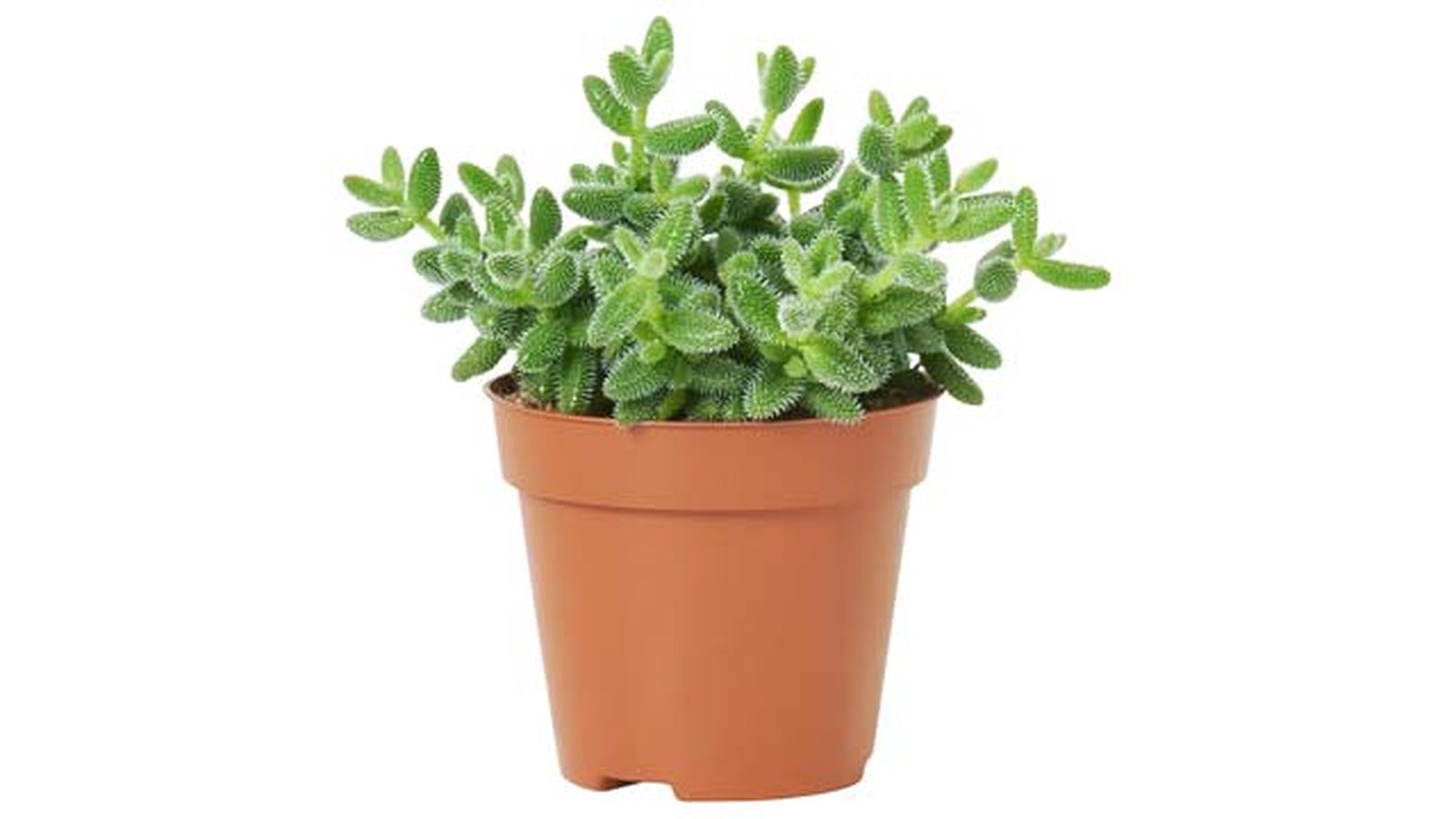 Delosperma ikea Delosperma ikea