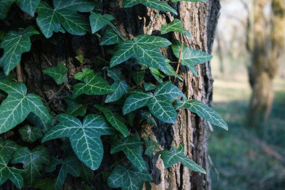 Hedera nepalensis.