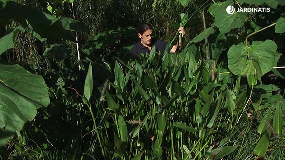 deco 751 jardin planta Pontederia cordata