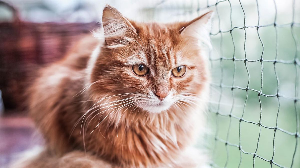 sindrome paracaidas gatos 6