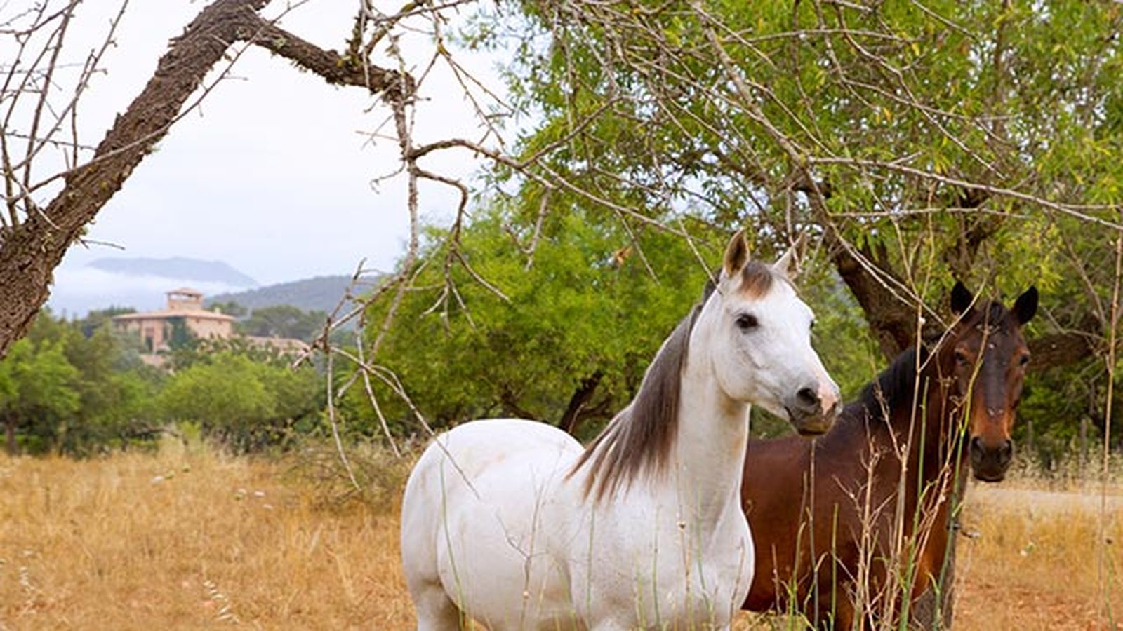 Caballo Mallorquín Caballo Mallorquín