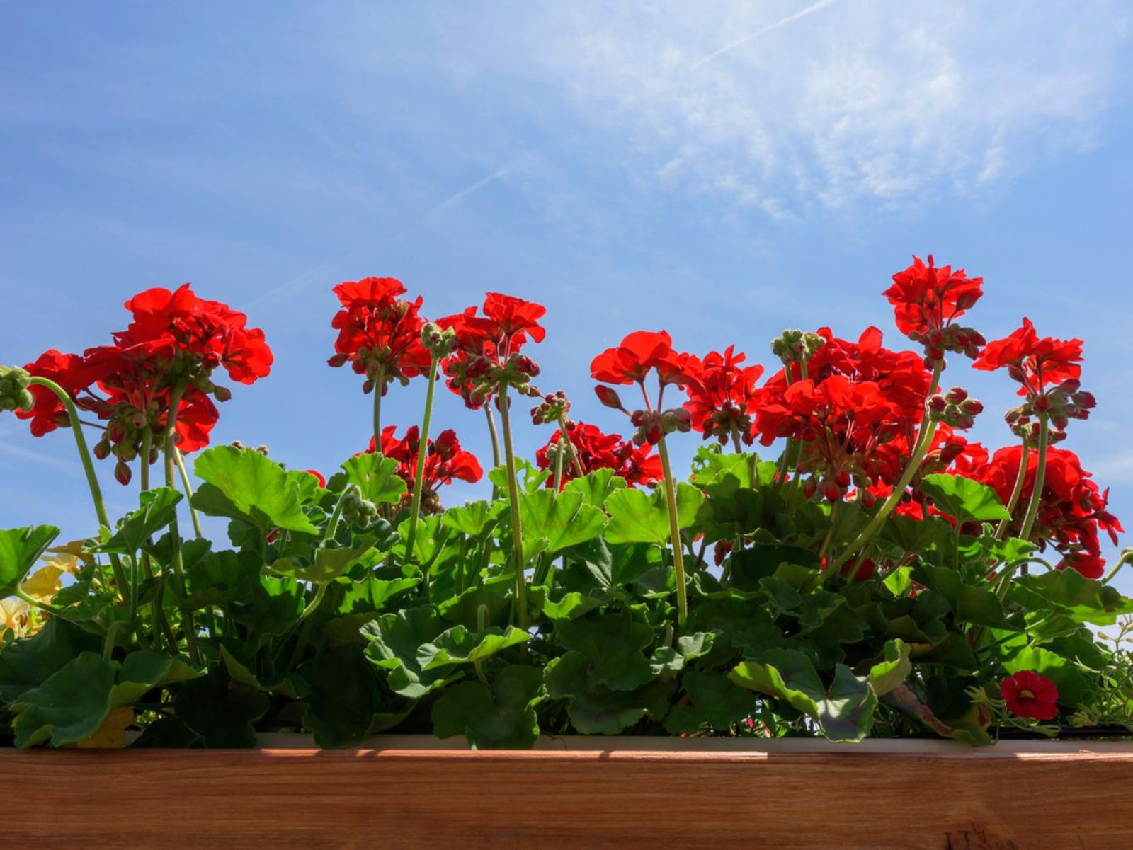Plantas de geranio. Plantas de geranio.