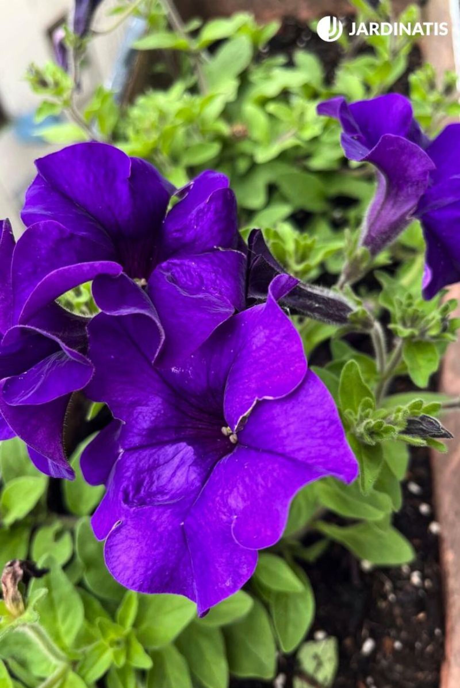Petunia