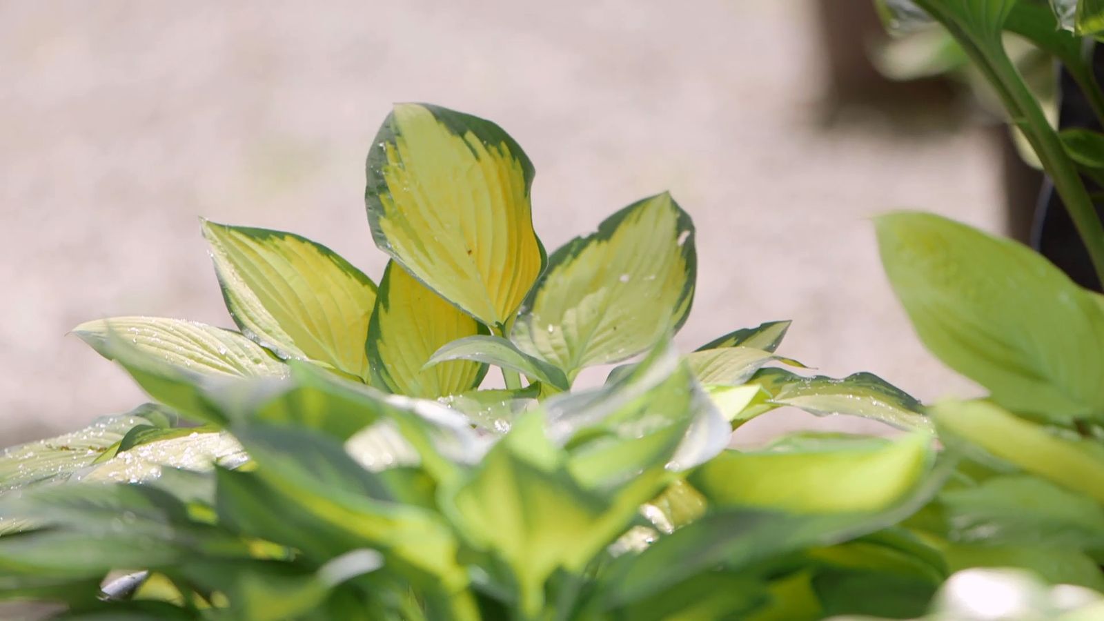 brico 0913 3 variedades hostas hermosas hosta amarilla ribete verde brico 0913 3 variedades hostas hermosas hosta amarilla ribete verde