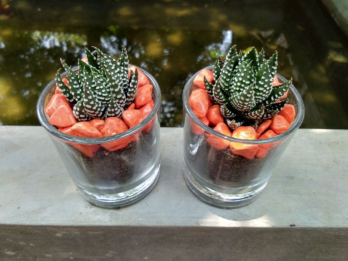 La poda no es necesaria en la planta cebra