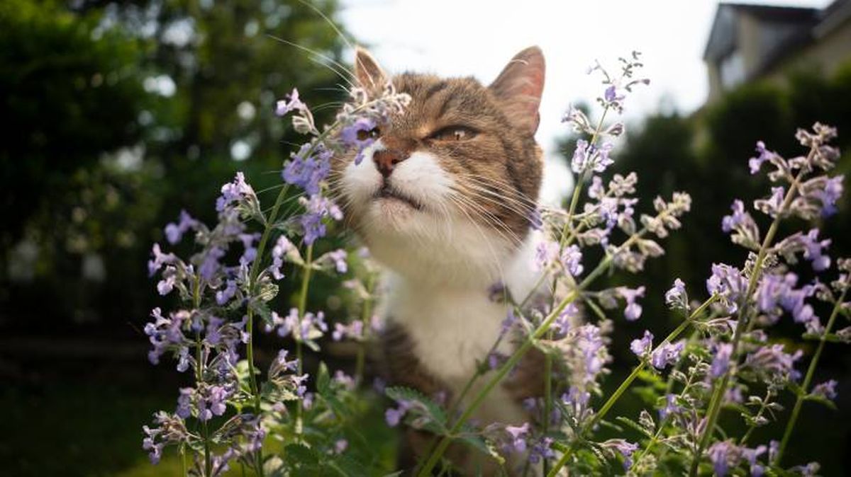 El catnip o menta gatuna atrae a los gatos y afecta a su comportamiento