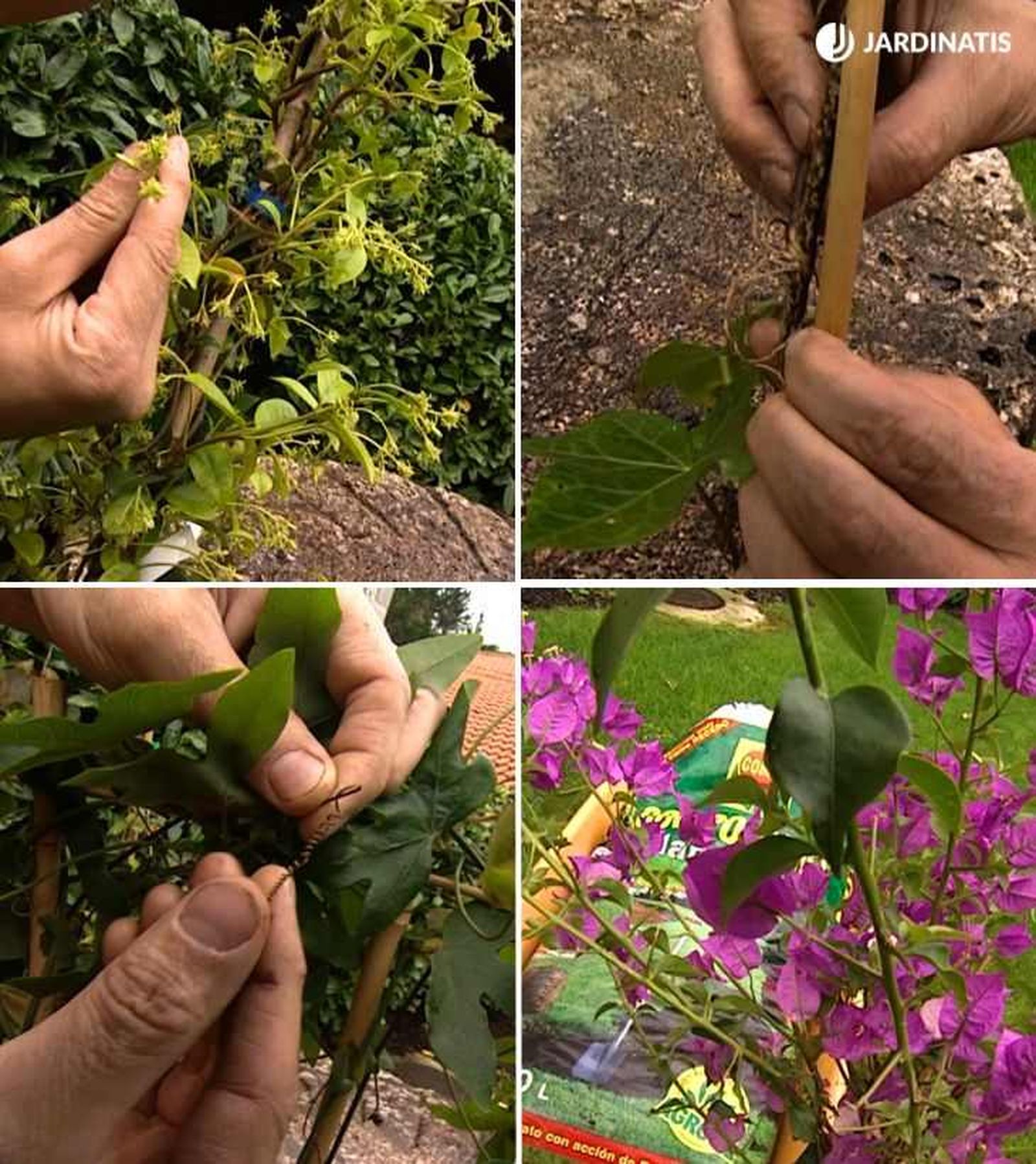 Distintos mecanismos que utilizan las plantas para trepar Distintos mecanismos que utilizan las plantas para trepar