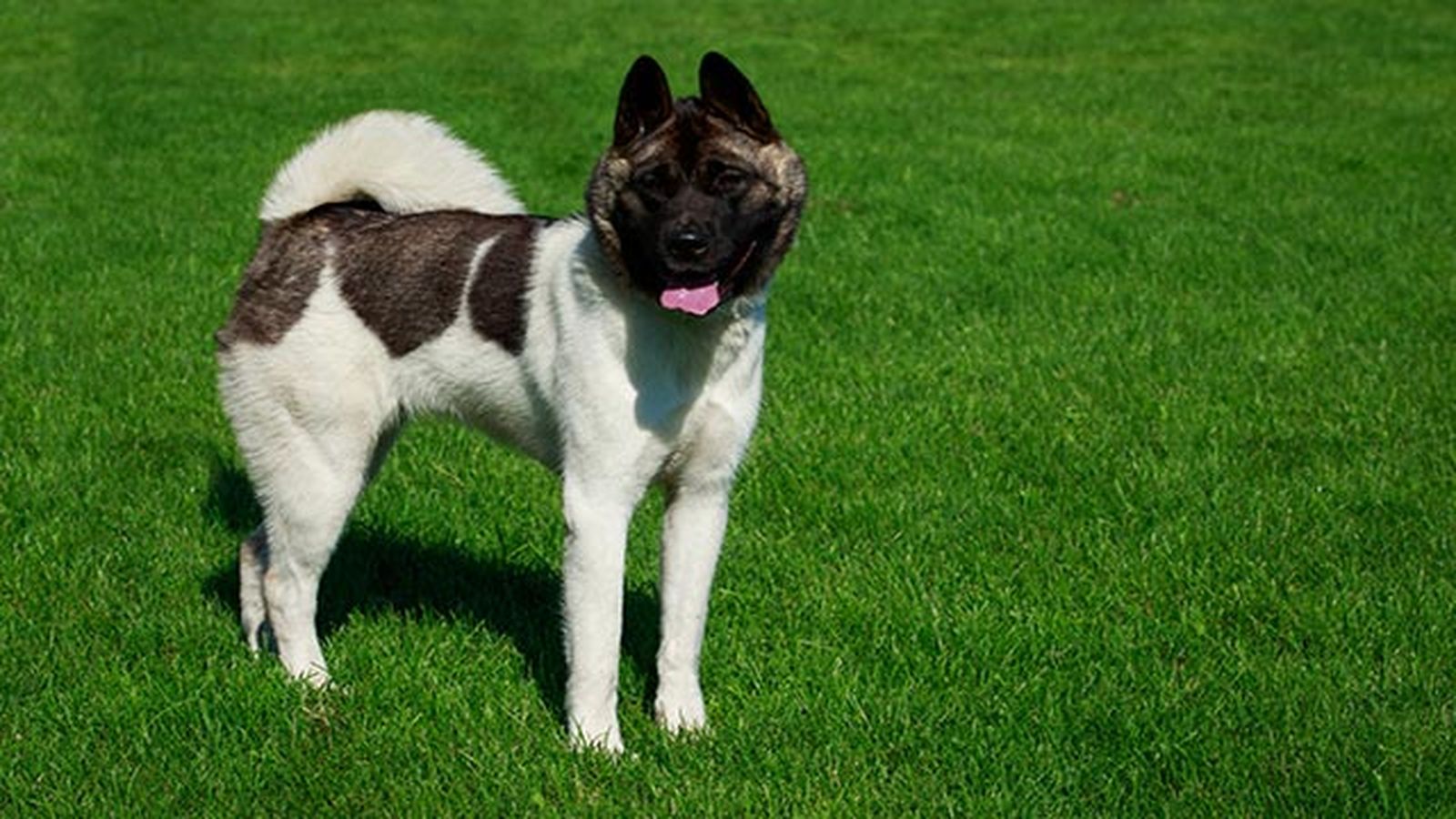 akita americano en el campo akita americano en el campo