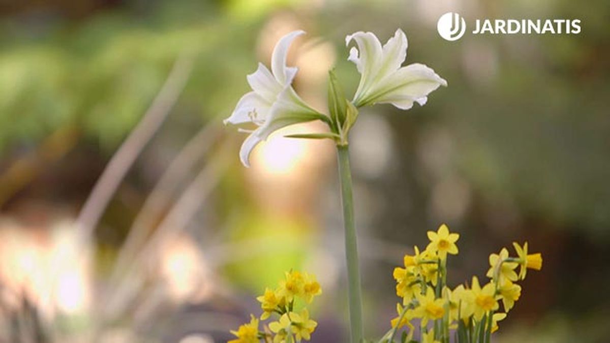 brico 0902 3 composicion bulbosas amarilis