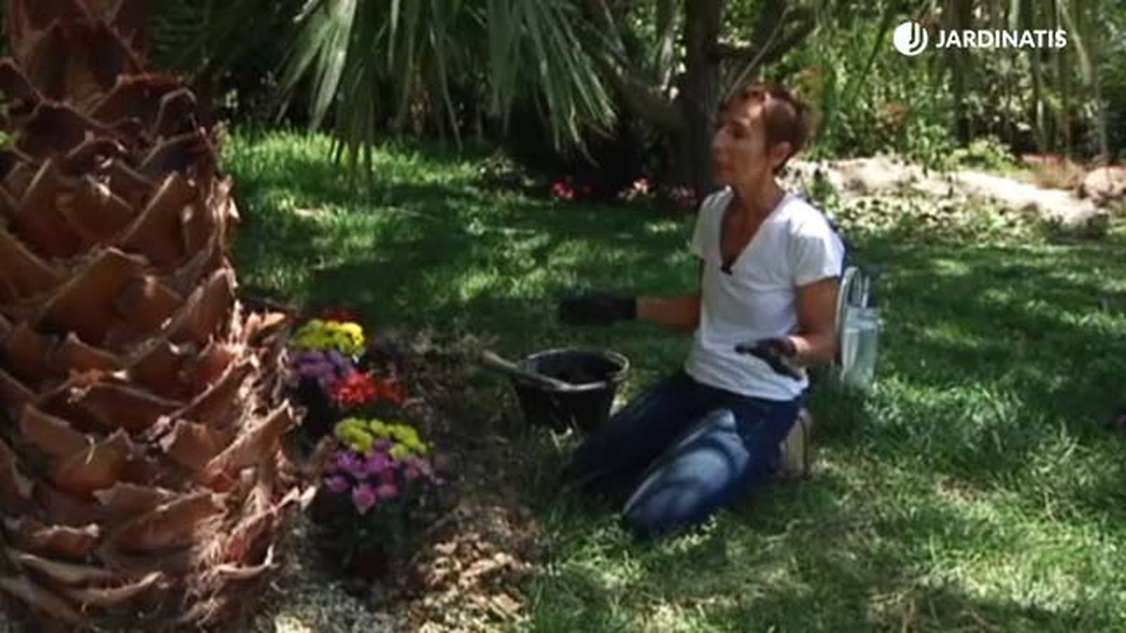 plantacion de crisantemos en el jardin rosa en su jardin 013