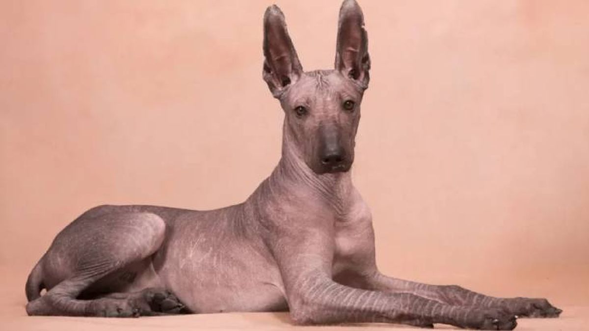 razas de perro oriundas de mexico xoloitzcuintle (1)
