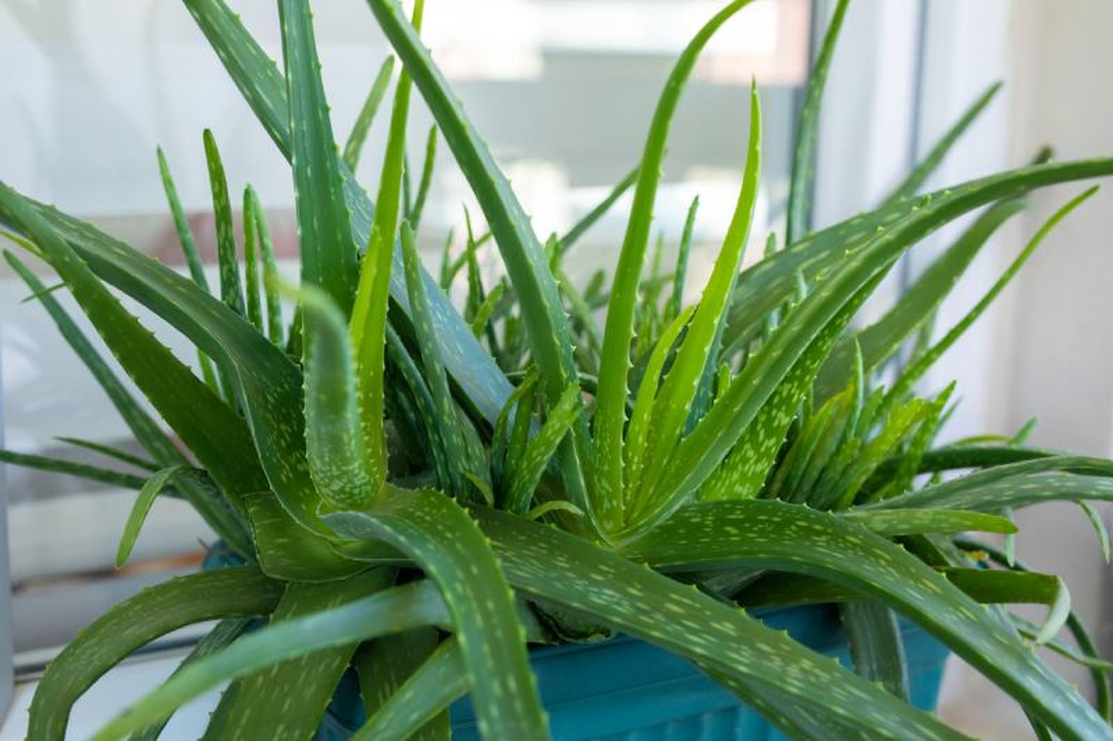 Aloe vera Aloe vera
