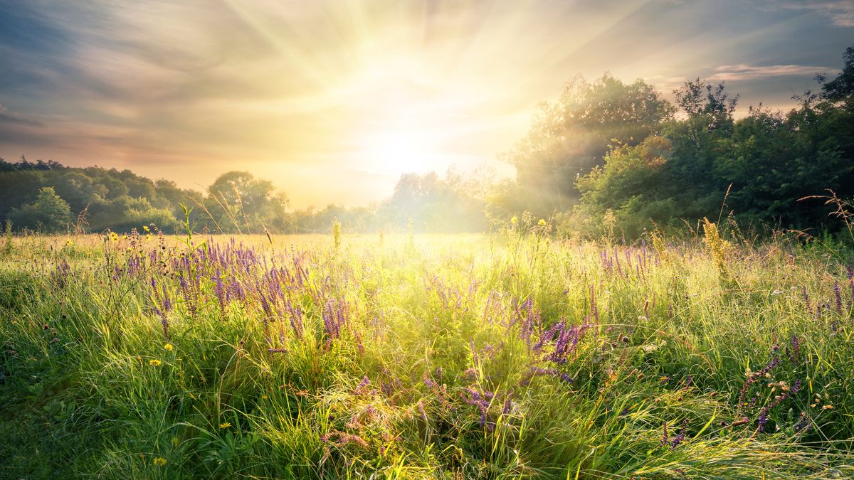 Los jardines pradera necesitan mucho sol