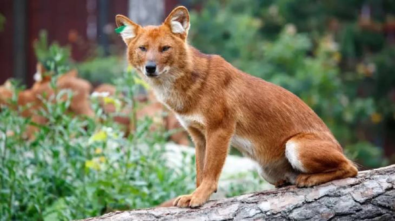 razas de perros salvajes cuon razas de perros salvajes cuon