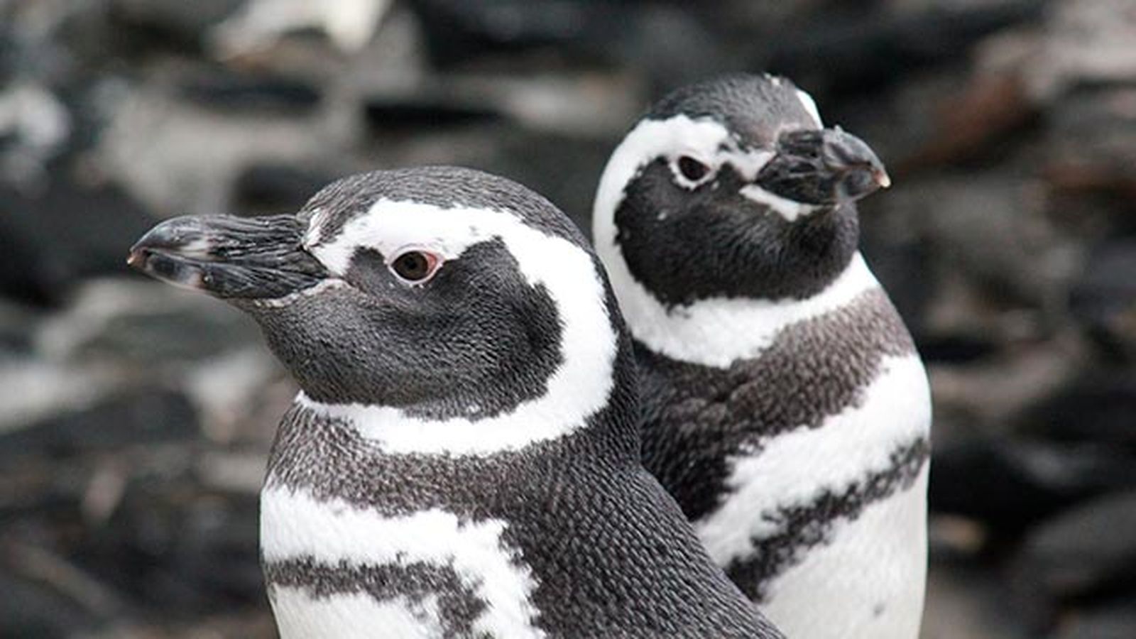 animales oceano peligro extincion pinguinos magallanes 2 animales oceano peligro extincion pinguinos magallanes 2