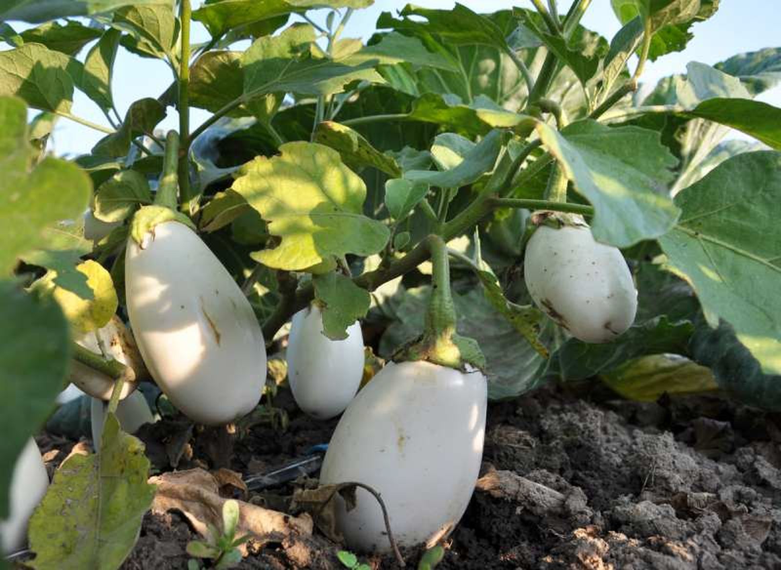 Berenjena blanca. Berenjena blanca.