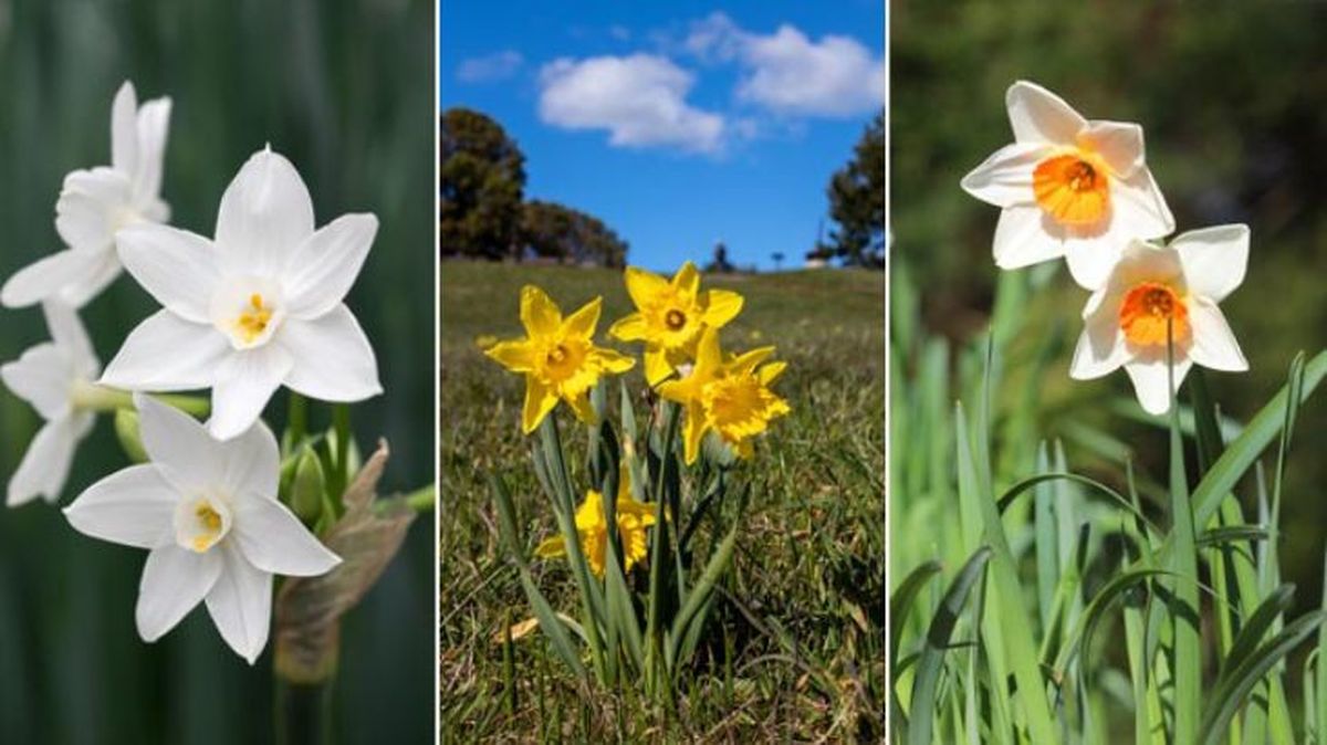 tipos de narcisos jardinatis
