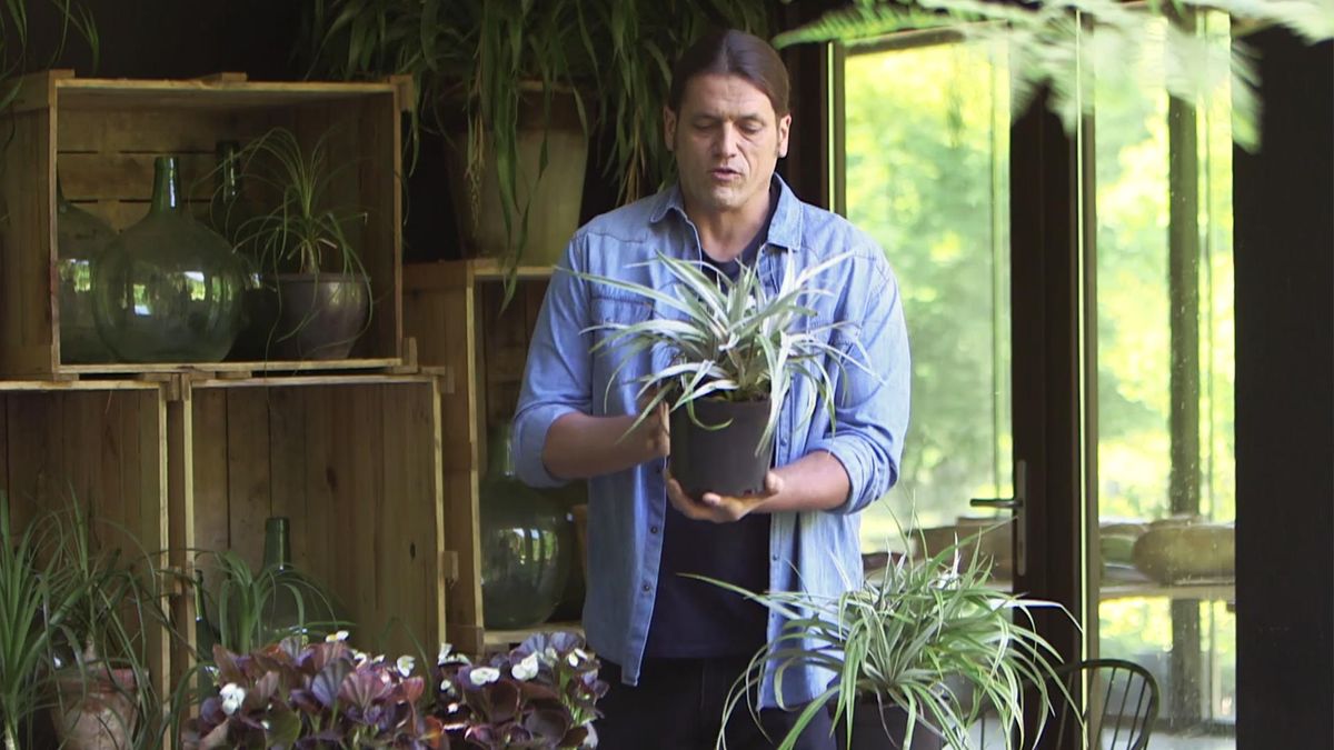 955 bricomania jardineria astelia hojas