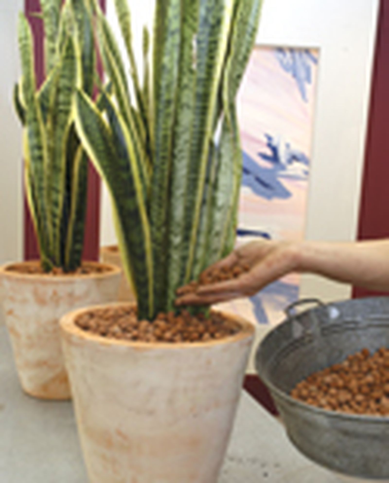 79505 sansevieria p05 79505 sansevieria p05