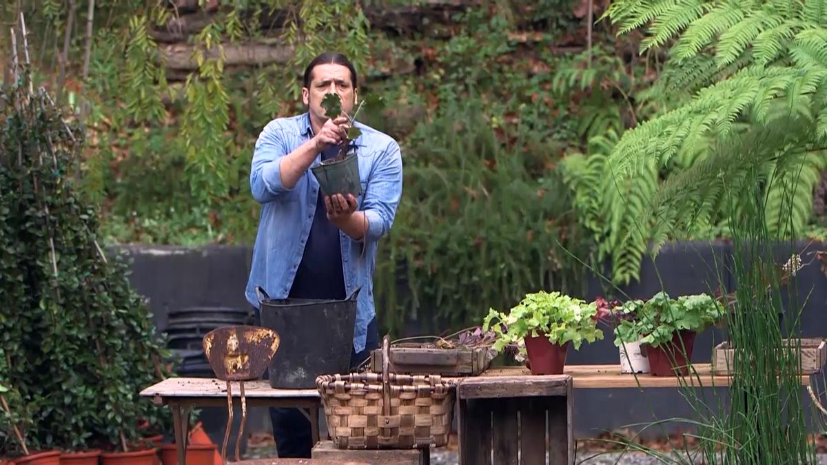 971 jardineria euchera hoja grande enraizar