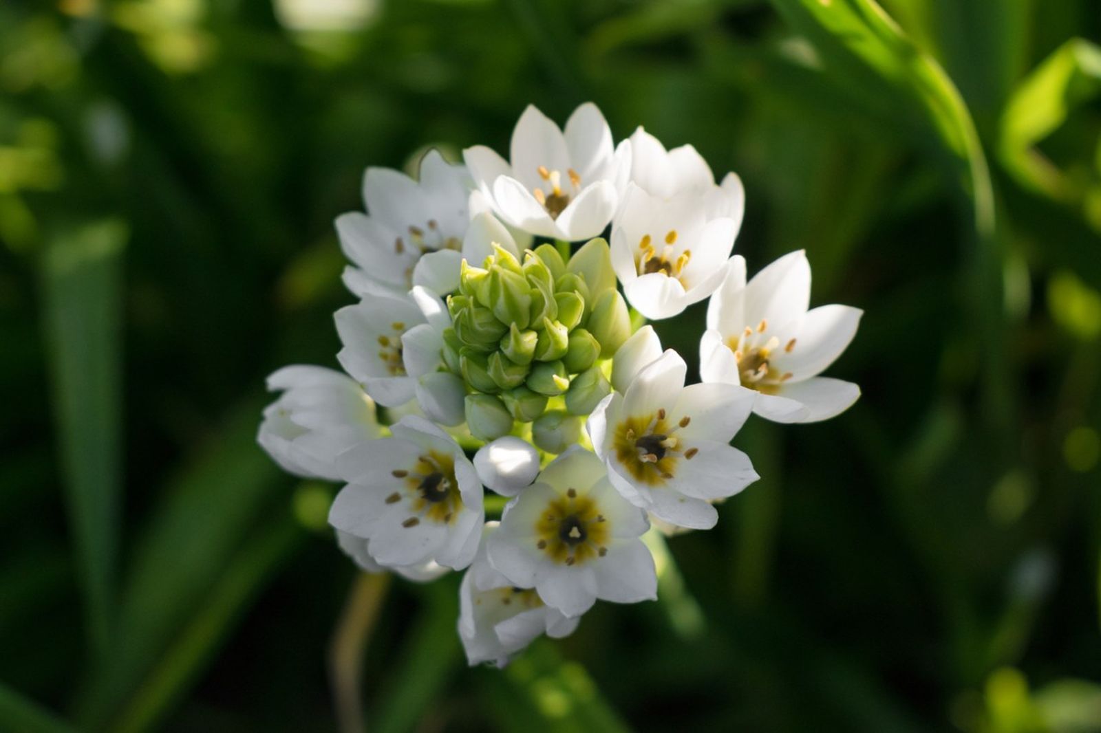 Flores del Ornithogalum thyrsoides.
