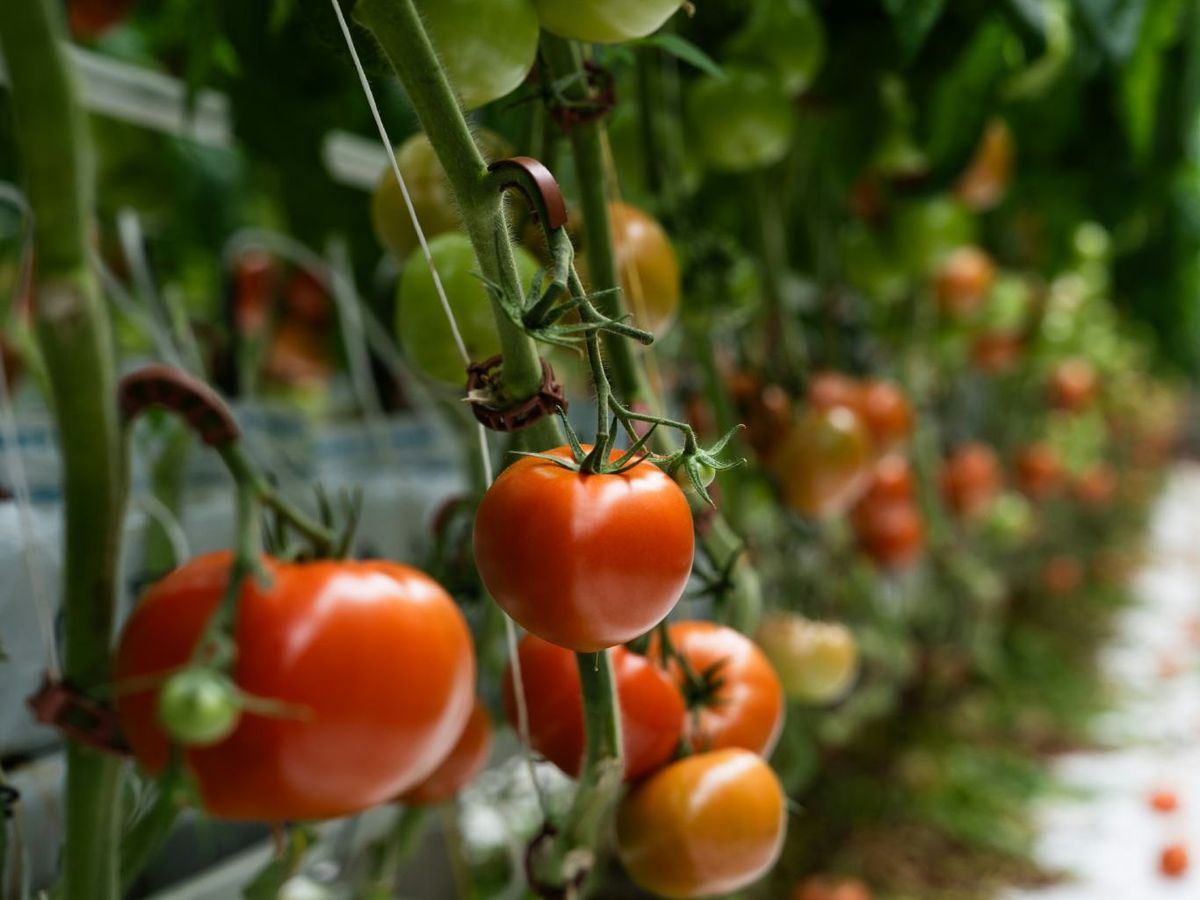 Aprovechar un producto de temporada como el tomate permite múltiples preparaciones.