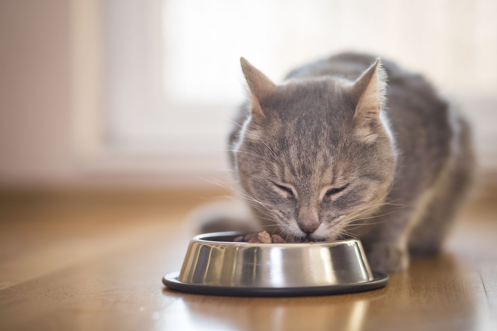 gatito alimentacion