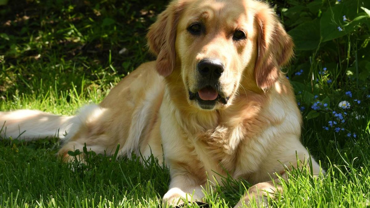 Tu perro necesita una zona de sombra para disfrutar del verano