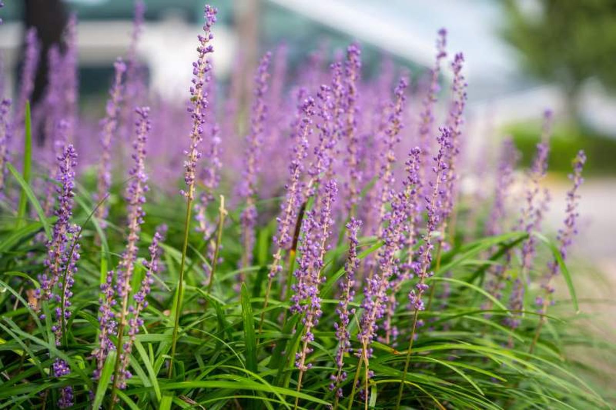 Liriope spicata