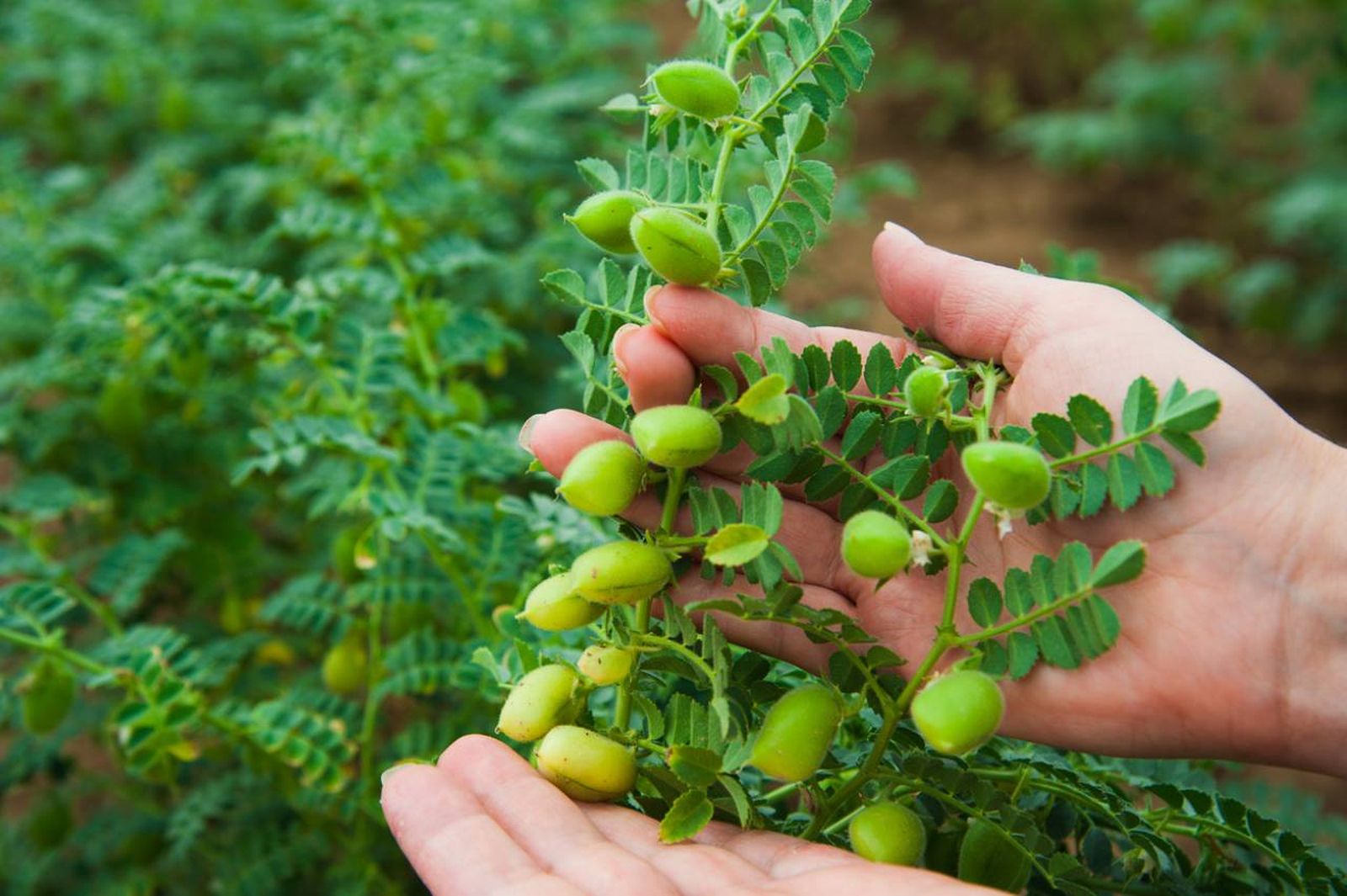 Los garbanzos han sido un alimento esencial en diversas culturas a lo largo del tiempo.