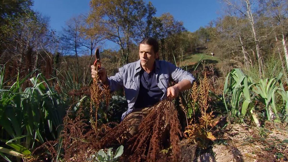 deco 602 variedad mas baja de astilbe