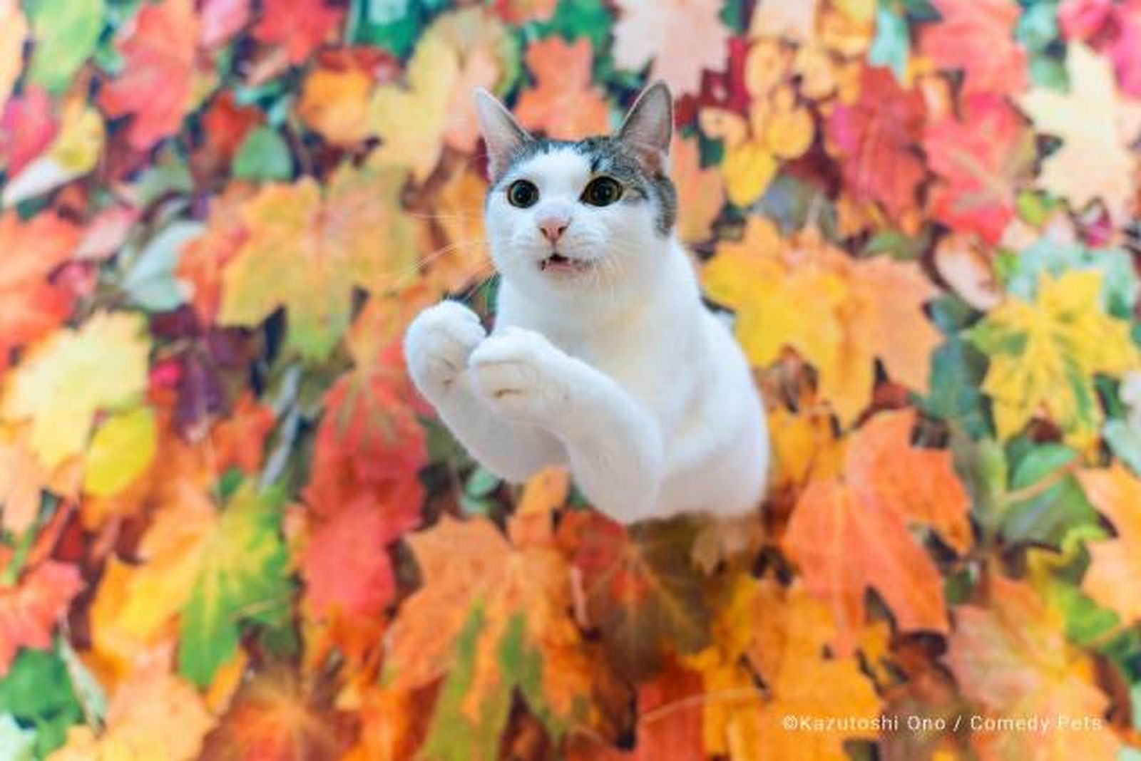 finalista16 premios fotografia Comedy Pet Photo Awards 2023