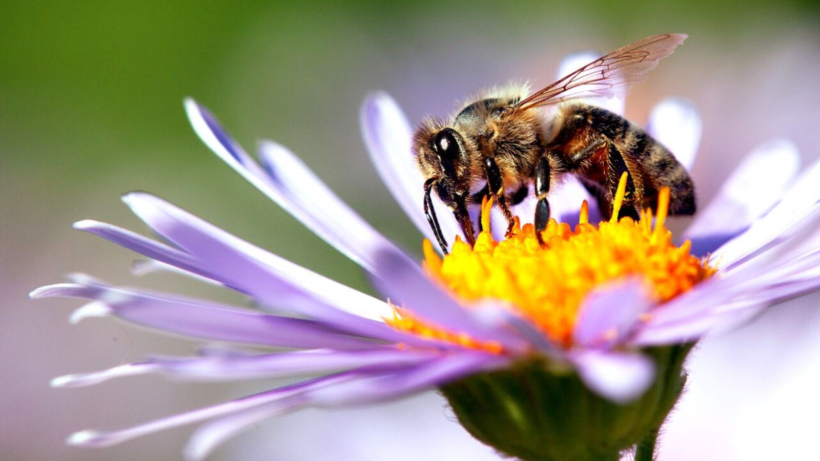 plantas meliferas que son y por que atraen a las abejas