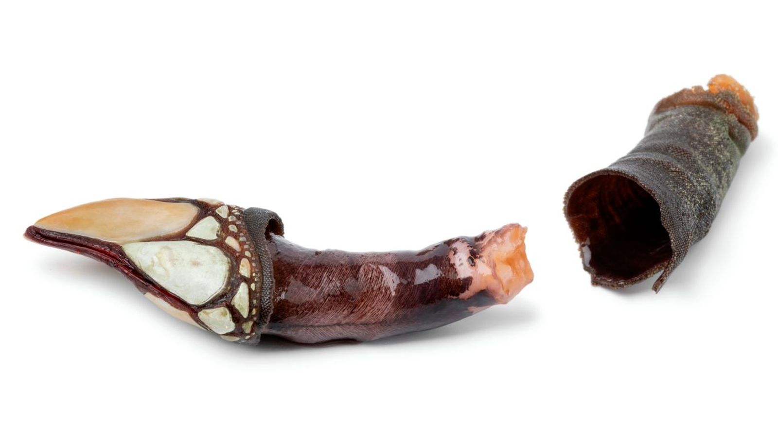 Cómo se comen los percebes