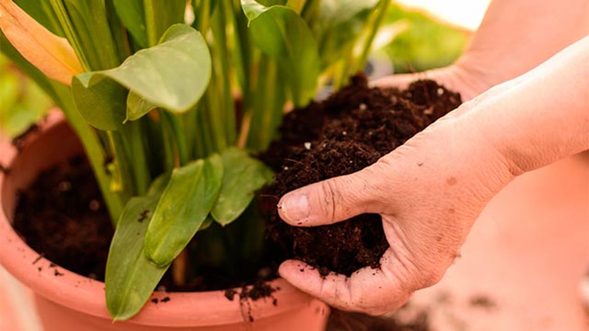 larvas de mosca del sustrato