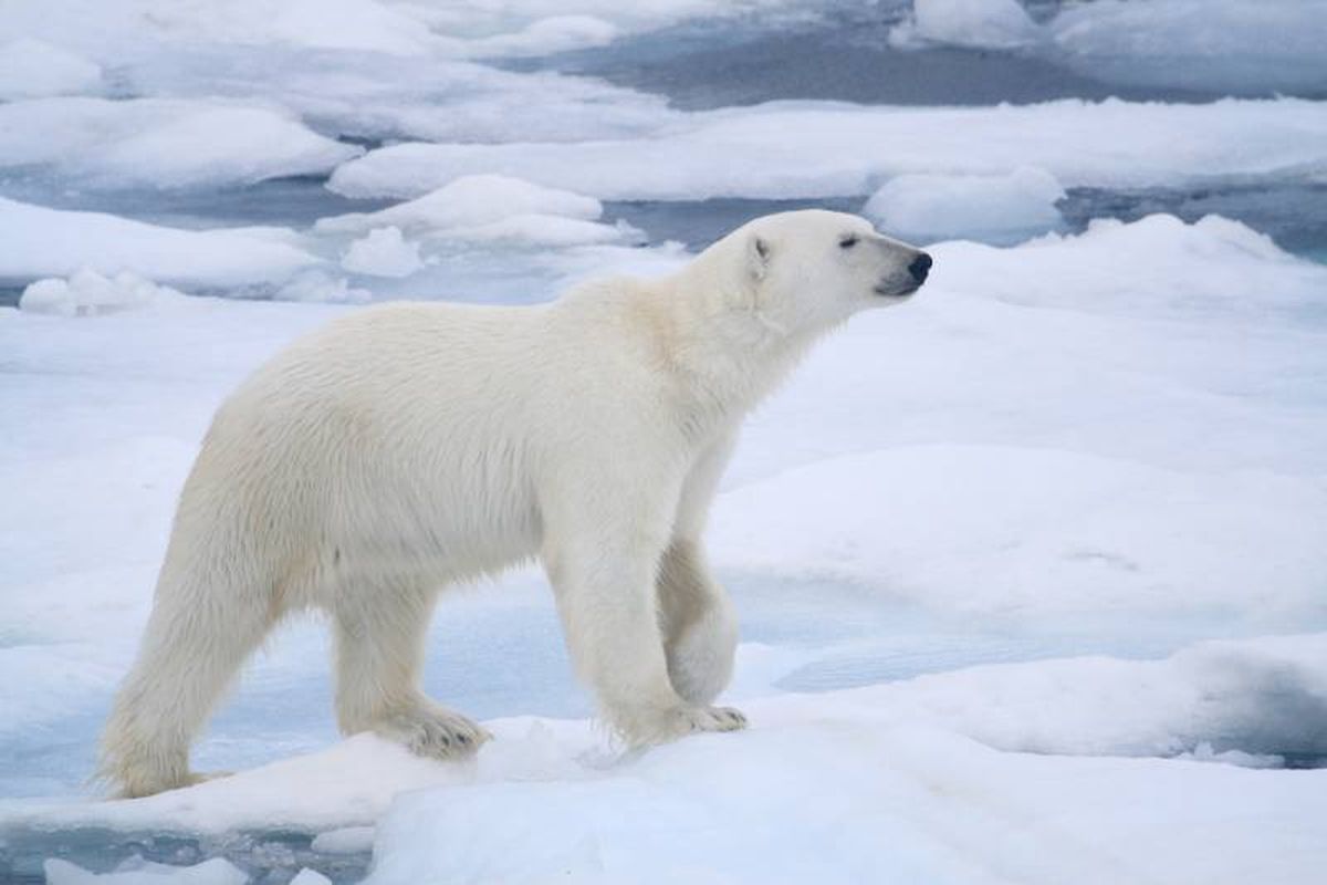 Los osos polares han desarrollado un pelaje blanco debido a que están acostumbrados a vivir entre nieve y hielo.