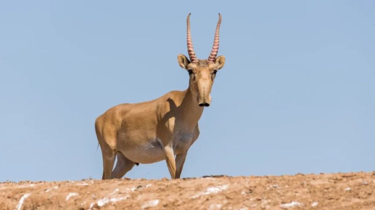 animales mas raros del mundo saiga