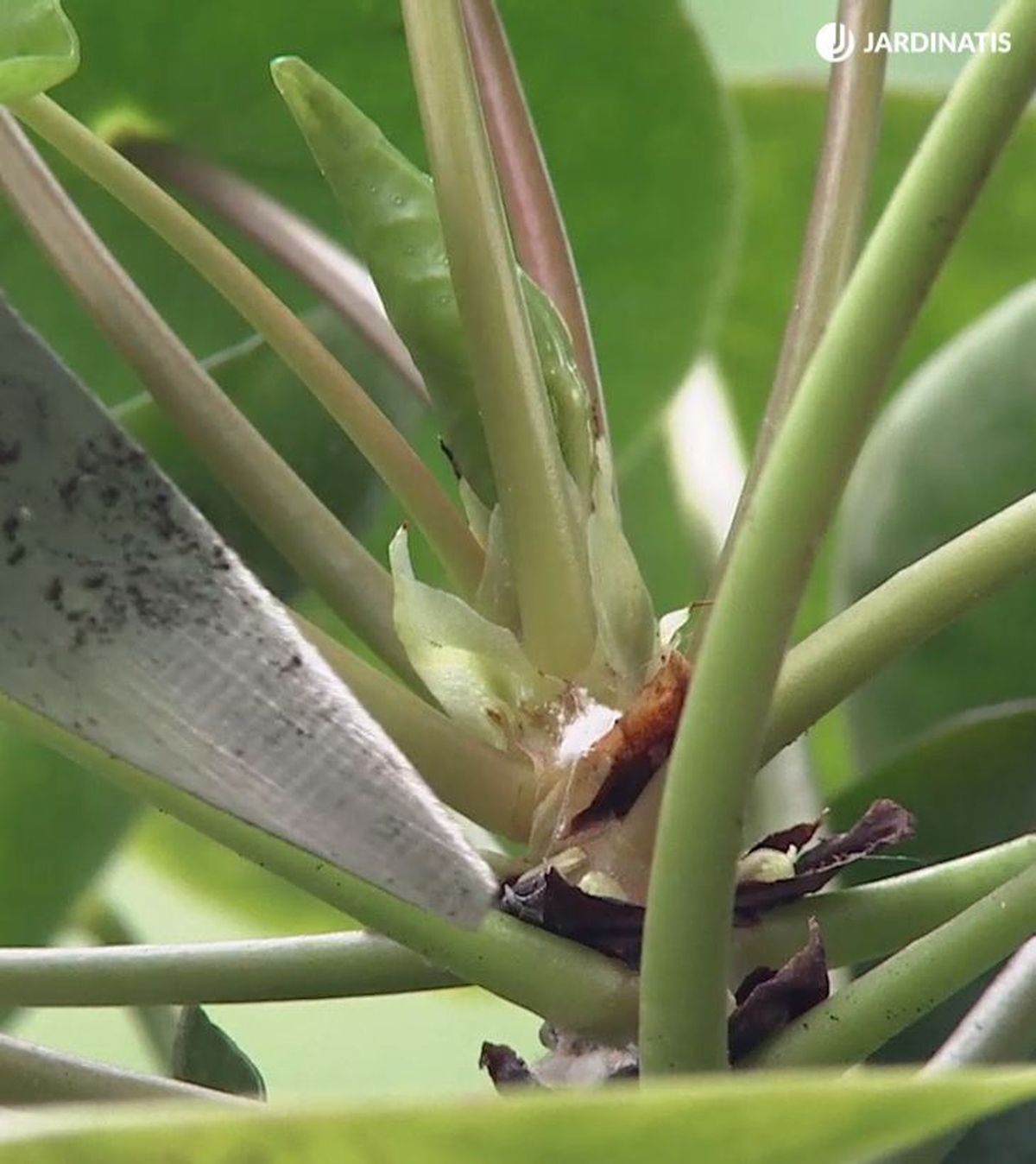 Cochinilla algodonosa en la planta del dinero china