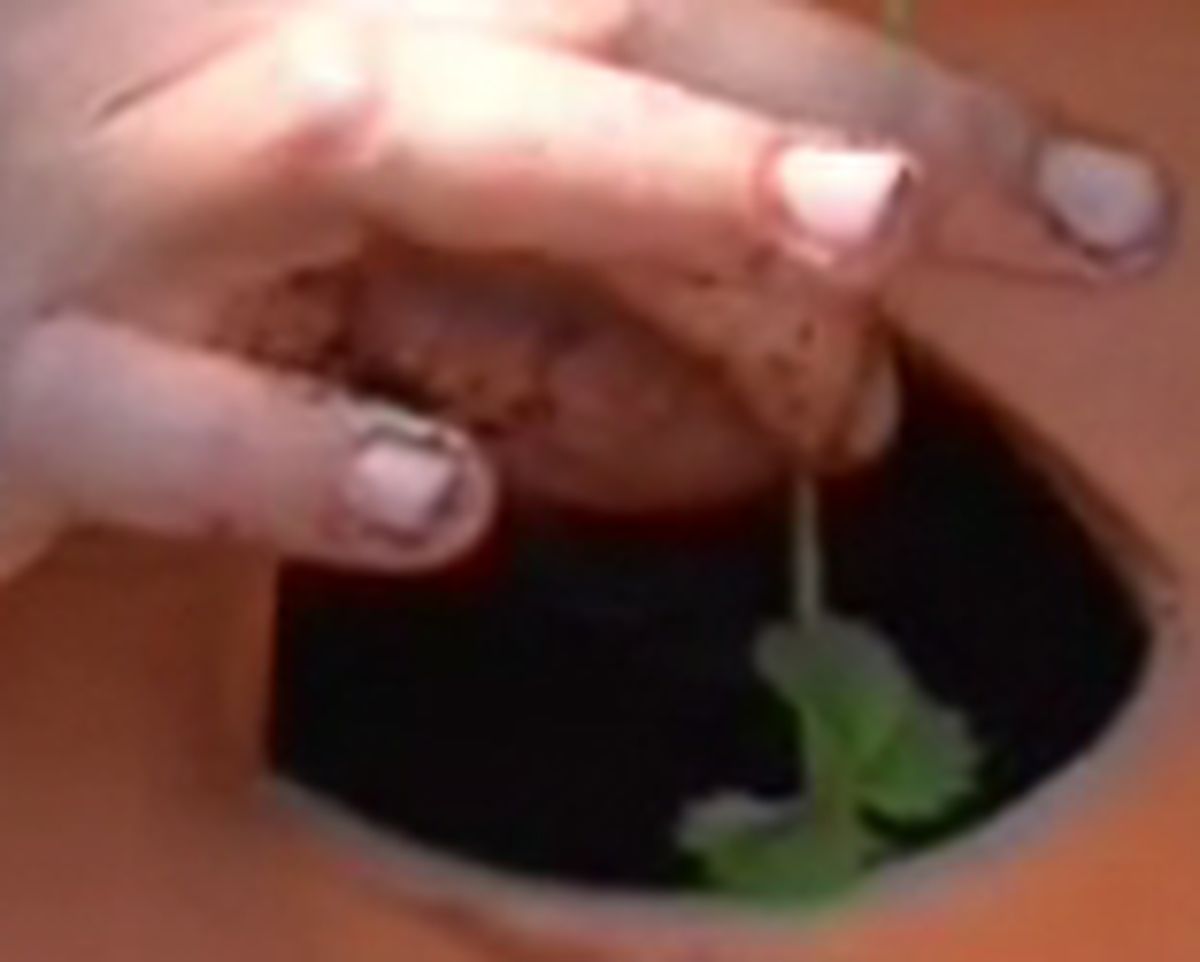 PASO3_Cultivar fresas maceta