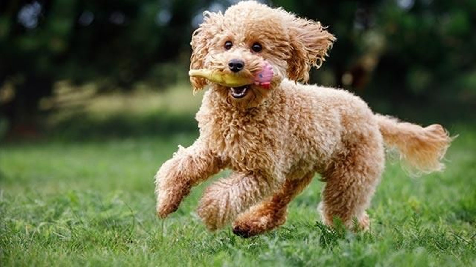 caniche toy jugando caniche toy jugando