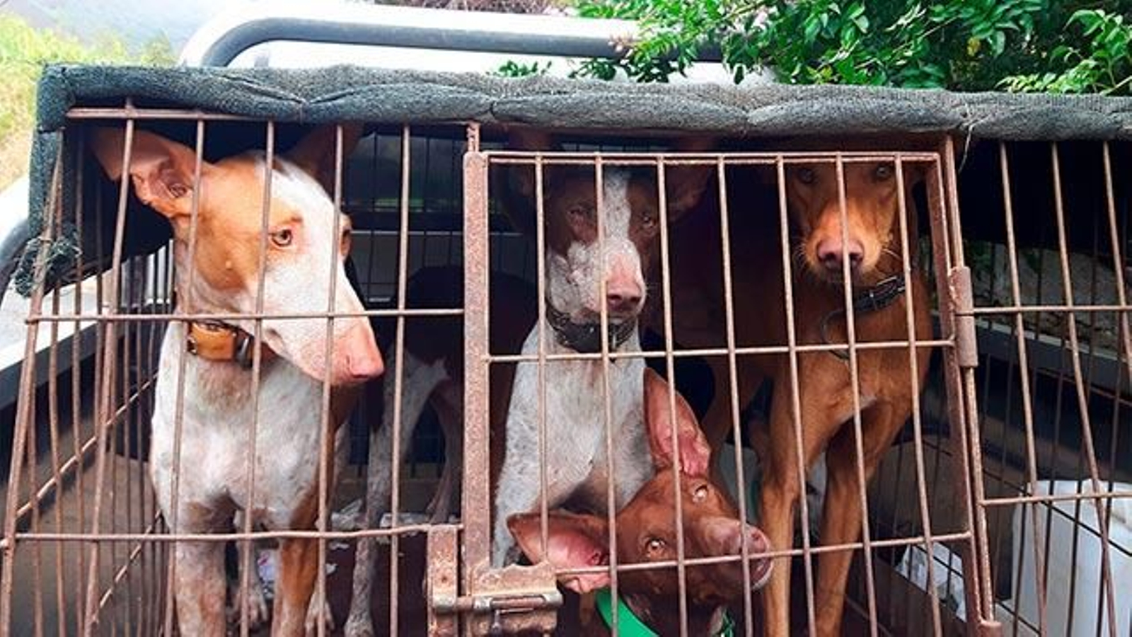 perros caza maltrato perros caza maltrato