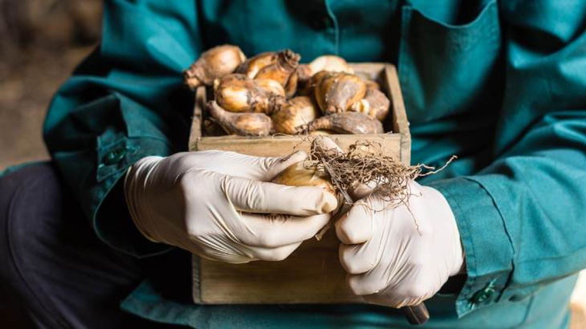 limpieza bulbos de tulipan