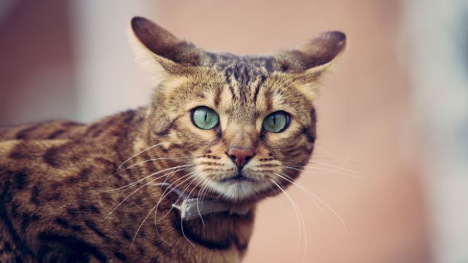 ansiedad en gatos 3 ansiedad en gatos 3