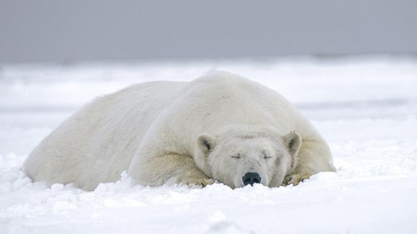 oso polar 3