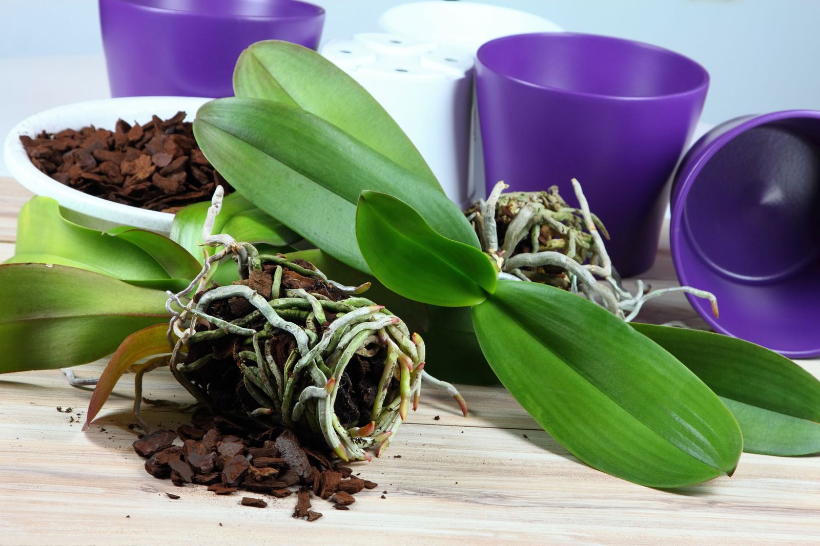 Cuidados de las orquídeas en periodo de reposo