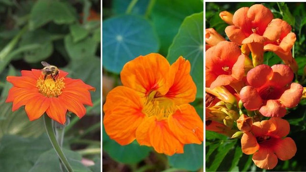 flores naranjas girasol mexicano capuchina bignonia