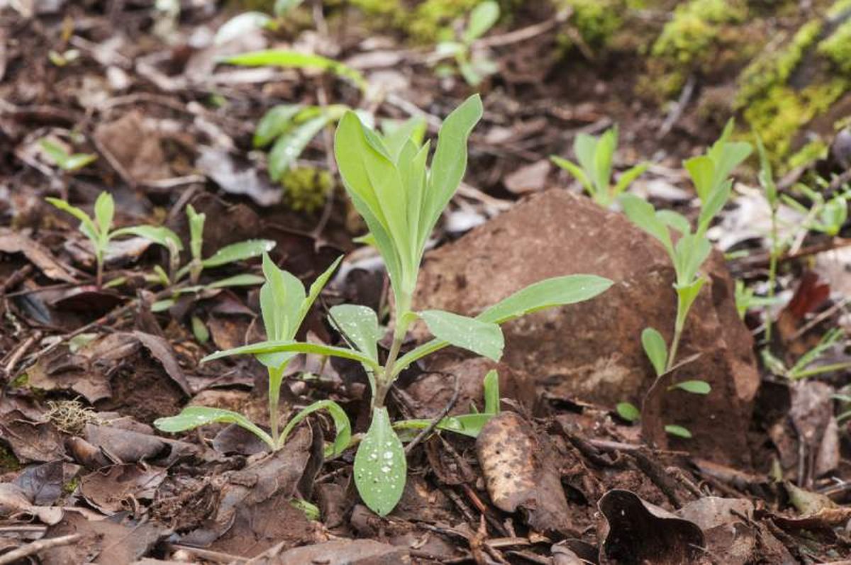 La colleja es una planta silvestre-
