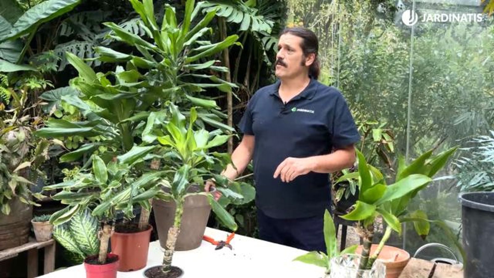 donde colocar la planta tronco de brasil donde colocar la planta tronco de brasil