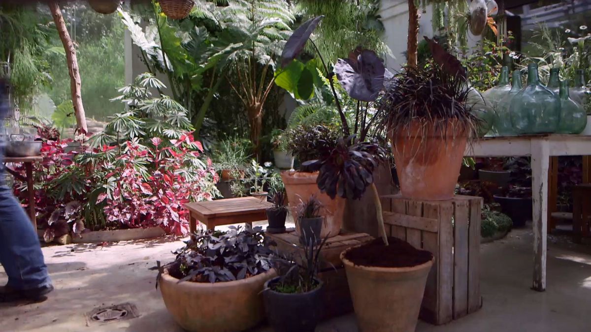 brico 916 3 escudo persa plantas hoja negra detalle final