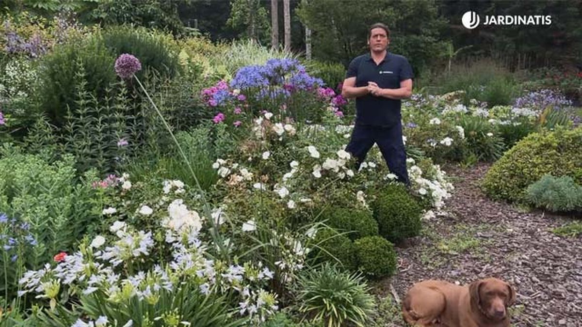 agapanthus africanus en el jardin jardinatis 2021 4